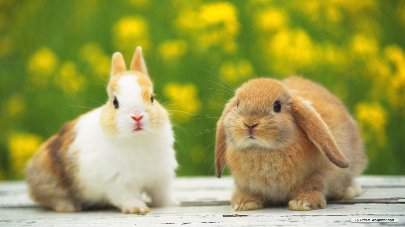 Cute Bunny Rabbits